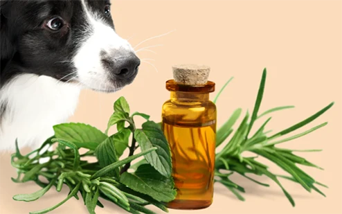 rosemary extract oil